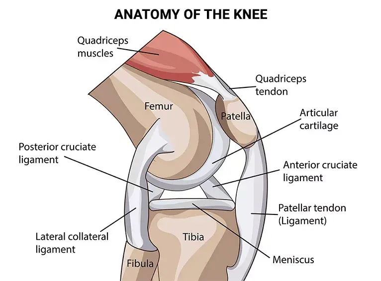Knee Pain Doctor
